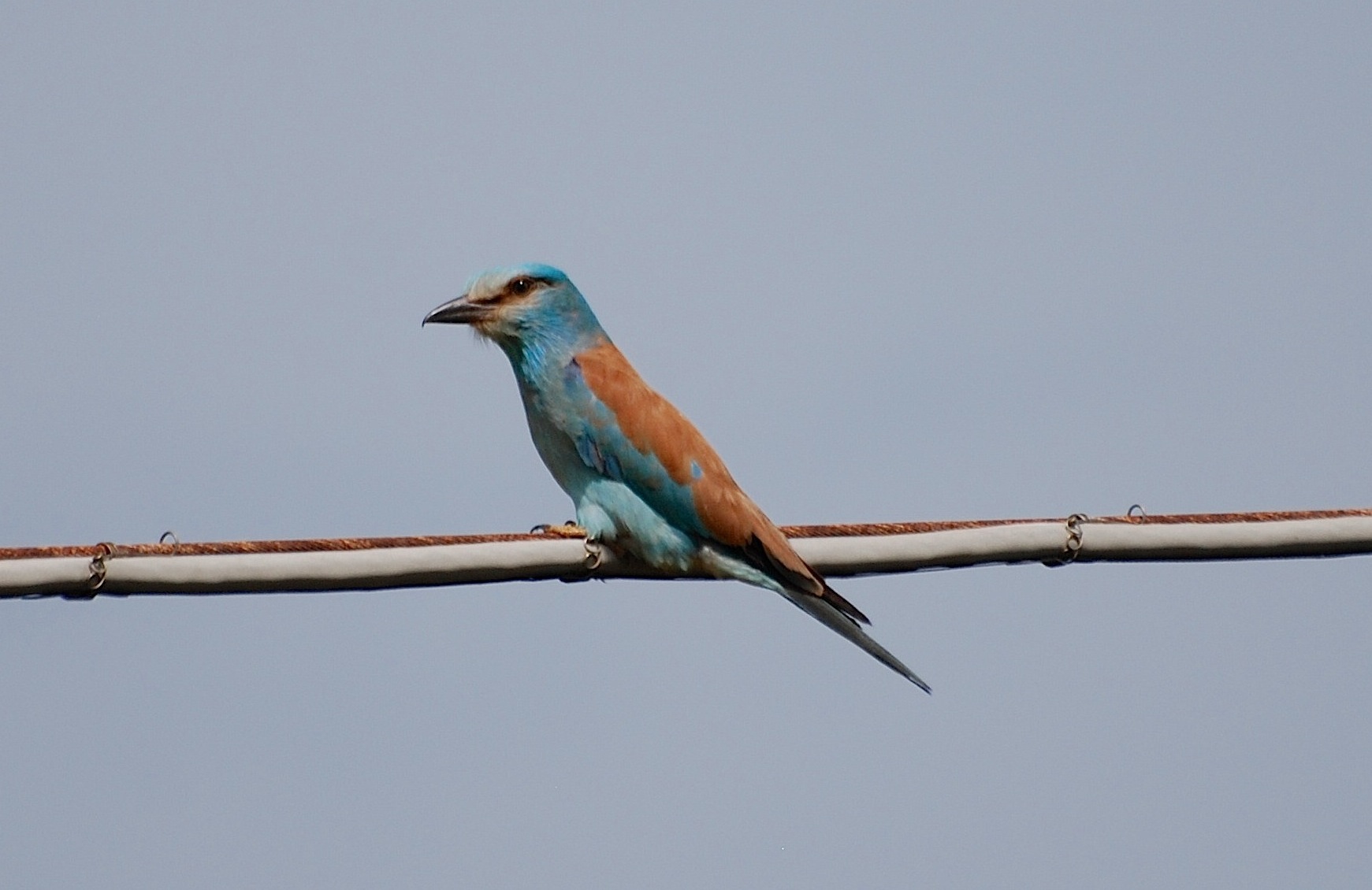 Coracias garrulus